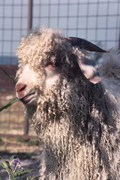 Goat Image 003
