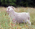 Goat Image 009